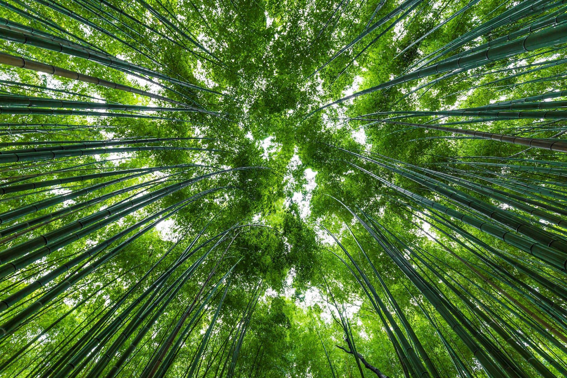Bamboo forest canopy